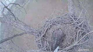 12 14 22 Bartlesville Eagle digs for squirrel