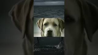 sad dog🥺 #trending #shorts #shortvideo