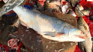 Big Rawas Fish Cutting Skills At Fish Market, Amazing Fish Cutting Video