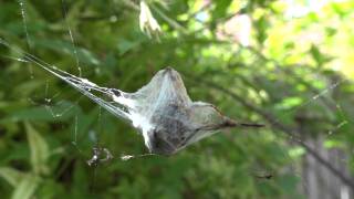 Wasp vs Spider, Macro 1080p video