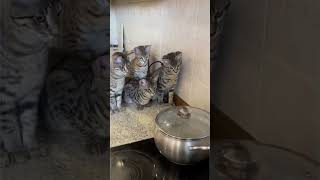 #shorts котята охотятся #video