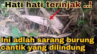 Salah satu sarang burung yang sulit di temukan | sarang burung Paok hijau