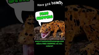 **📢 Exciting News!** Free Gecko Giveaways now offers FREE SHIPPING on all orders! 🚚✨