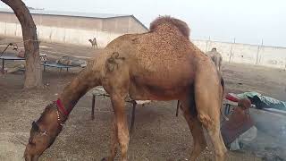 The smallest  camel in the market