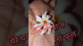 Phool gulab ka ♥️🌹🌹♥️#shots #harsingar #phool #jaimatadi #shortvideo