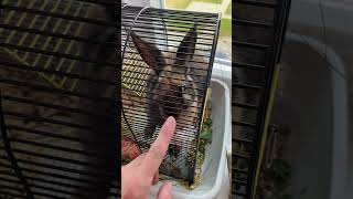 OMG!!! Look at this rabbit ! #beasts #pet #cat #like #funnyclips #animal