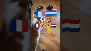 France vs Netherlands. who will win? Cat Oracle predicts match result.