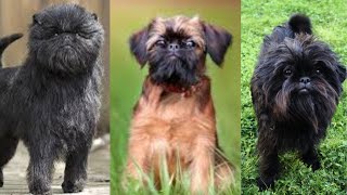 Affenpinscher - Funny and Cute dog video compilation in 2022.