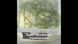 Нерест моллинезии. Утренние роды #моллинезия #нерест #рыбка #аквариум #рождение