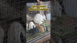 Erragadda market #cat #birds #erragadda #Hyderabad