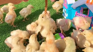 Chicks catching Food | Hen Chicks babies | Colour full Chicks | Chicks videos