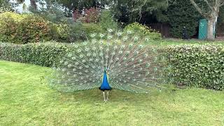 Peacock spreading feathers Peacocking Warwick UK Trained Birds8