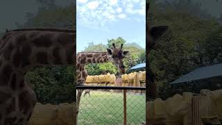 Melihat Jerapah dari dekat di Surabaya Zoo #giraffe #surabaya #zoo #surabayazoo #kebunbinatang