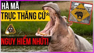 Hà Mã -Trực Thăng *ỨT - NGUY HIỂM NHỨT [Dưa Leo DBTT]