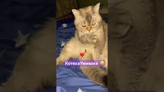 Обожнюю коли він так миється 😄 #socute #cat #лимончик #catlover #love #cute #catvideos #funnycats