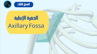 الحفرة الإبطية | Axillary fossa