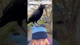 This family rescued a crow that was stuck in a fence and adopted it #animalshorts #crow