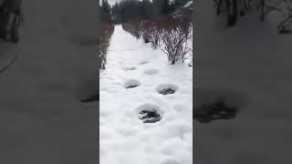 I discovered big foot print and i saw giant unknown creature