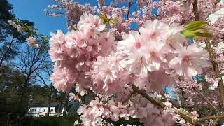 Cherry Blossom After Winter