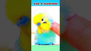 Keeping your cute 🥰 budgie happy! #birds #viral #parakeet #parrot #shorts