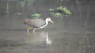 White Breasted Waterhen