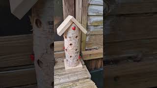 New Bug Houses and a bird food haul