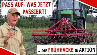 Aufgepasst: So geht Unkrautregulierung in der extrem frühen Phase!