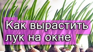 Как вырастить лук севок дома