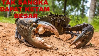 CARA MENANGKAP KETAM NIPAH