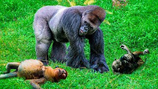 Is Gorilla The Strongest Of All Apes