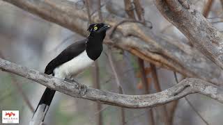 Gralha-cancã  (Cyanocorax cyanopogon)  White-naped Jay