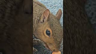 Let's eat. #adventureswithchewy #easterngraysquirrel #treesquirrel