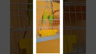 #youtubeshorts #viralvideo #viralshort #foryou #foryourpage #parrot #birdslover