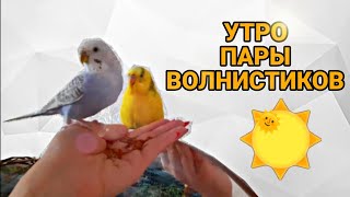 КАК ПРОХОДИТ УТРО РУЧНОЙ ПАРЫ ВОЛНИСТЫХ ПОПУГАЕВ?