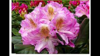 Rhododendron  'Scintillation'