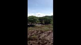 Rare footage of Elephants herd bathing of lake manyara