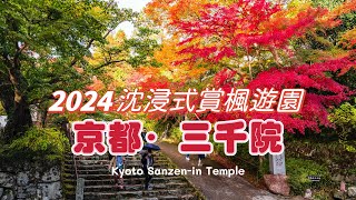 【2024京都秋色！最美京都三千院】京都三千院秋季賞楓｜漫步京都紅葉絕景，感受京都秋天的詩意｜京都紅葉季賞楓純遊覽｜日本秋季必訪紅葉勝地