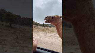 Safari de Aitana #vlog