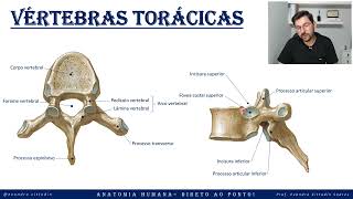 Vértebras torácicas - Esqueleto axial - Sistema esquelético - Anatomia direto ao ponto!