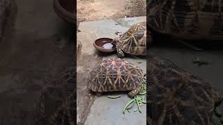 Tortoise # Fact #shortvideos #youtubevideo #