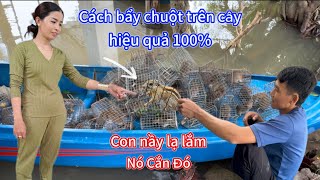 Cách Đặt BẨY CHUỘT Trên Cây Hiệu Quả 100% Bao Dính. How to Put Mouse Traps on Trees 100% Effectively