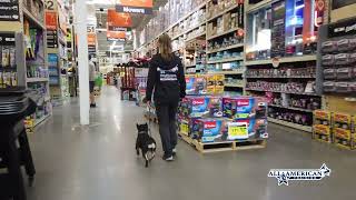 10 month old Frenchie I French Bulldog Training Phoenix I Dog Training Frenchie I All-American K-9