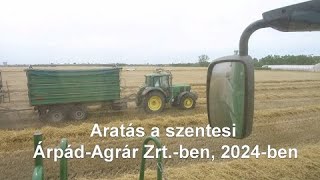 Aratás a szentesi Árpád-Agrár Zrt.-ben, 2024-ben