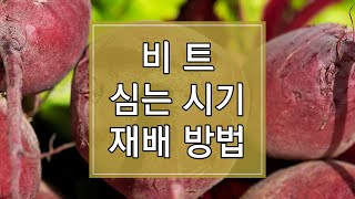 2023년 비트 심는 시기 및 재배방법 알아보기