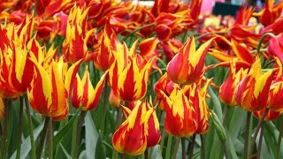 Tulip 'Fireworks' - FarmerGracy.co.uk