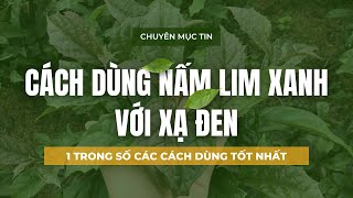 CÁCH DÙNG NẤM LIM XANH VỚI XẠ ĐEN