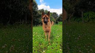 German shepherd stock coat male in field #viral #trending #music #youtubeshorts #shorts #short