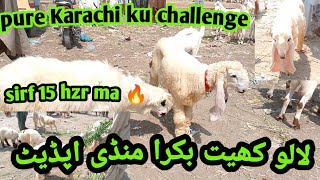 lalukhet bakra mandi update itne munasib rate maza agyea |September 22,2024 #mashallahgoatfarmawadh