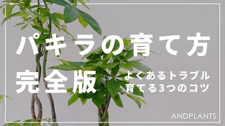 【完全版】パキラの育て方を植物バイヤーが語る｜水やり・置き場所・剪定・失敗例を紹介