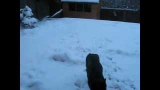 BONZO PLAYING BALL IN THE SNOW.